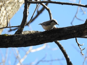 Eurasian Nuthatch 十勝エコロジーパーク Wed, 11/4/2020