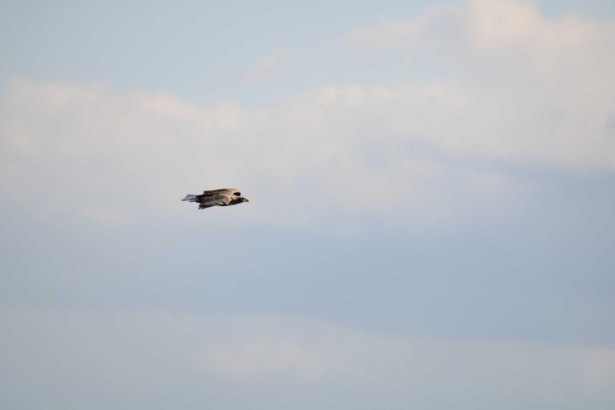 Photo of White-tailed Eagle at 十勝エコロジーパーク by ノビタキ王国の住民 