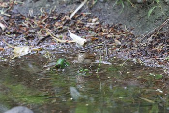 Asian Stubtail Hegura Island Sun, 5/1/2016