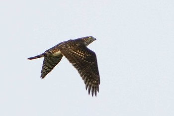 オオタカ 芝川第一調節池(芝川貯水池) 2020年11月1日(日)