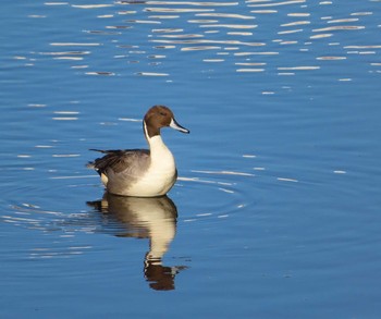 2020年11月5日(木) 境川(境橋付近)の野鳥観察記録