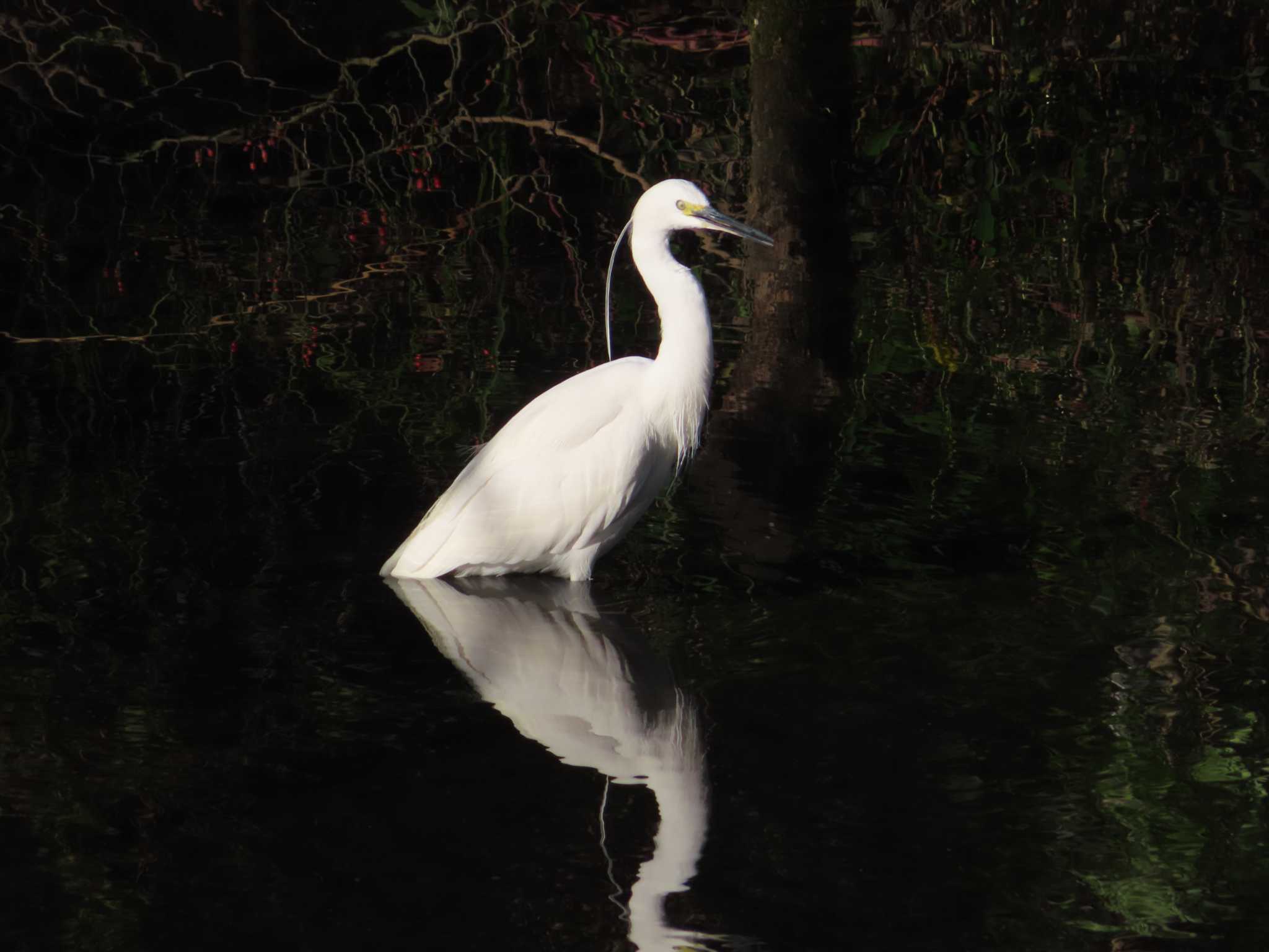 Little Egret