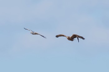 Hen Harrier Watarase Yusuichi (Wetland) Fri, 12/4/2015