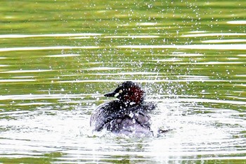 Little Grebe 旭公園 Tue, 3/19/2019