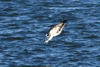 Osprey Unknown Spots Wed, 11/4/2020