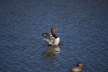 Common Pochard Suwako Lake Thu, 11/5/2020