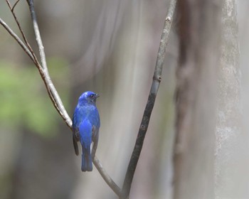 Blue-and-white Flycatcher アテビ平小鳥の森 Sat, 4/30/2016