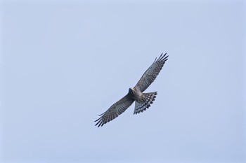 Grey-faced Buzzard 神奈川県 Wed, 9/23/2015