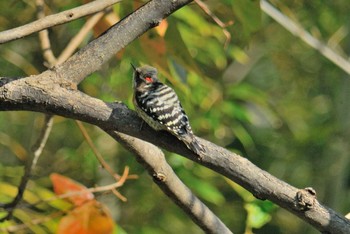 Japanese Pygmy Woodpecker 馬見丘陵公園 Sat, 10/31/2020