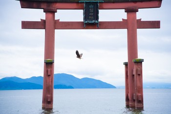 Black Kite 白鬚神社 Mon, 9/19/2016