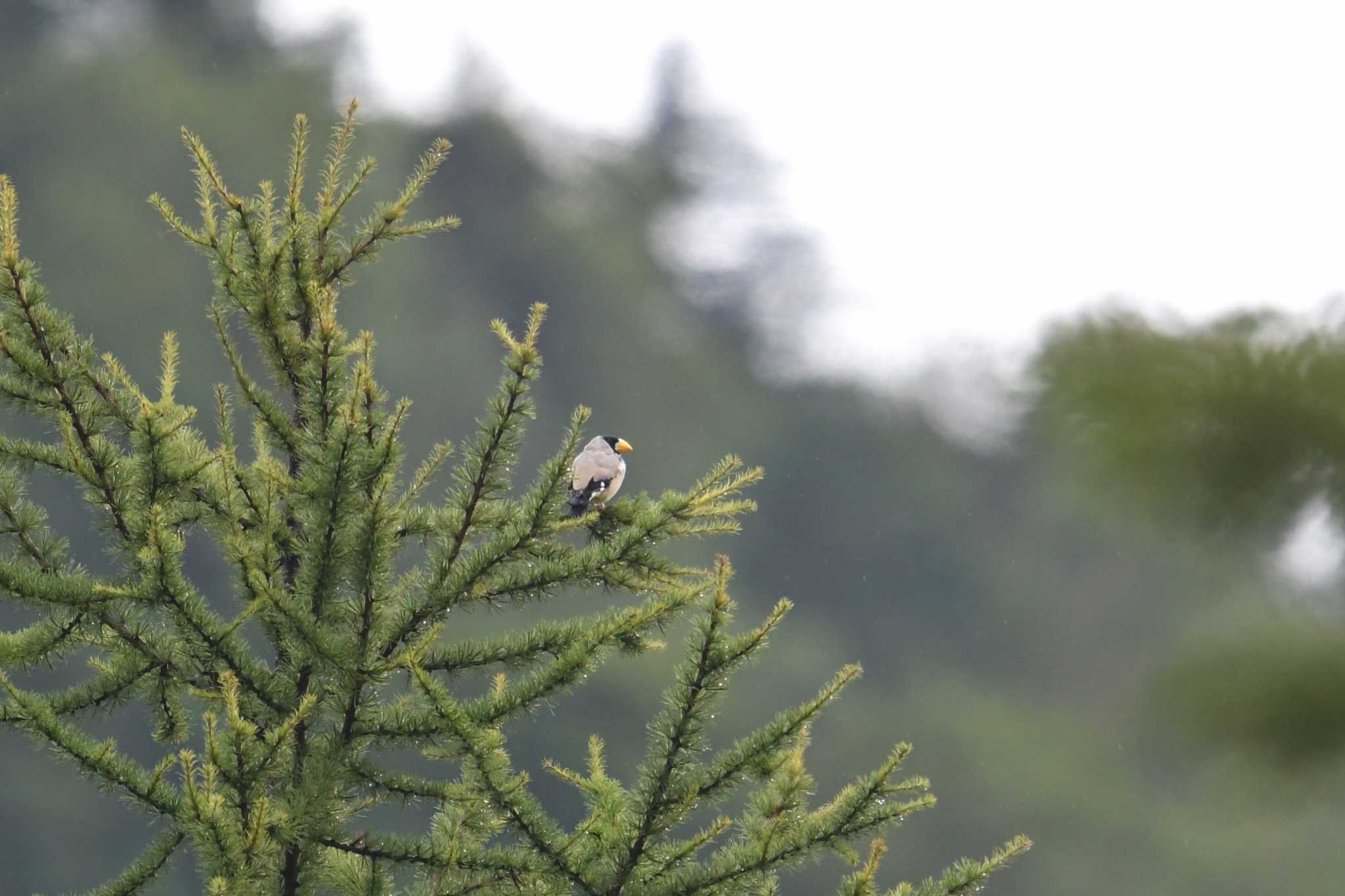 Japanese Grosbeak