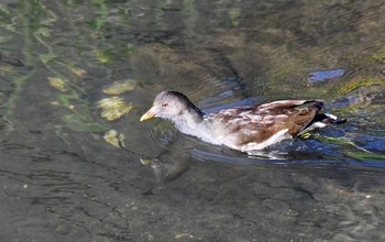 2020年11月5日(木) 鶴見川の野鳥観察記録