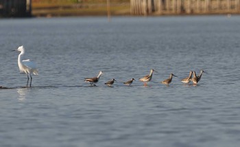 2020年11月5日(木) 伊佐沼の野鳥観察記録