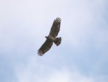 Crested Honey Buzzard Shirakaba-touge Tue, 9/15/2015