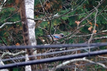 カケス 戸隠森林植物園(戸隠森林公園) 2020年10月20日(火)