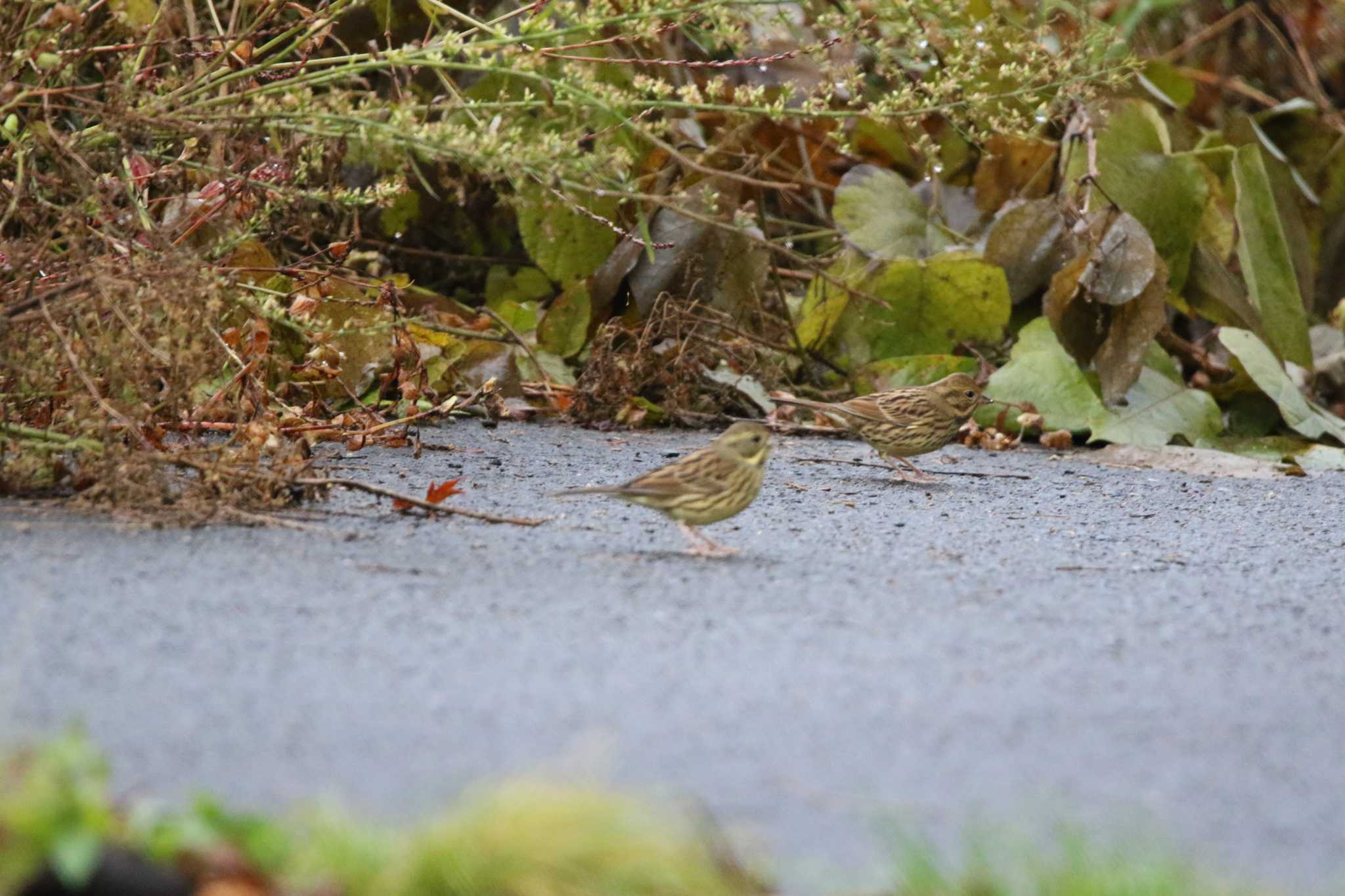 Masked Bunting