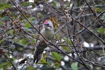 アオゲラ 戸隠森林植物園(戸隠森林公園) 2020年10月20日(火)