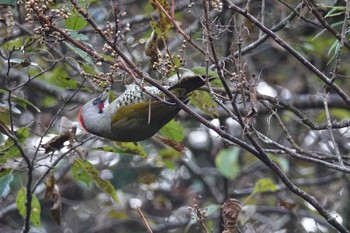 アオゲラ 戸隠森林植物園(戸隠森林公園) 2020年10月20日(火)