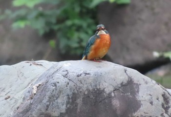 2020年11月6日(金) 日比谷公園の野鳥観察記録