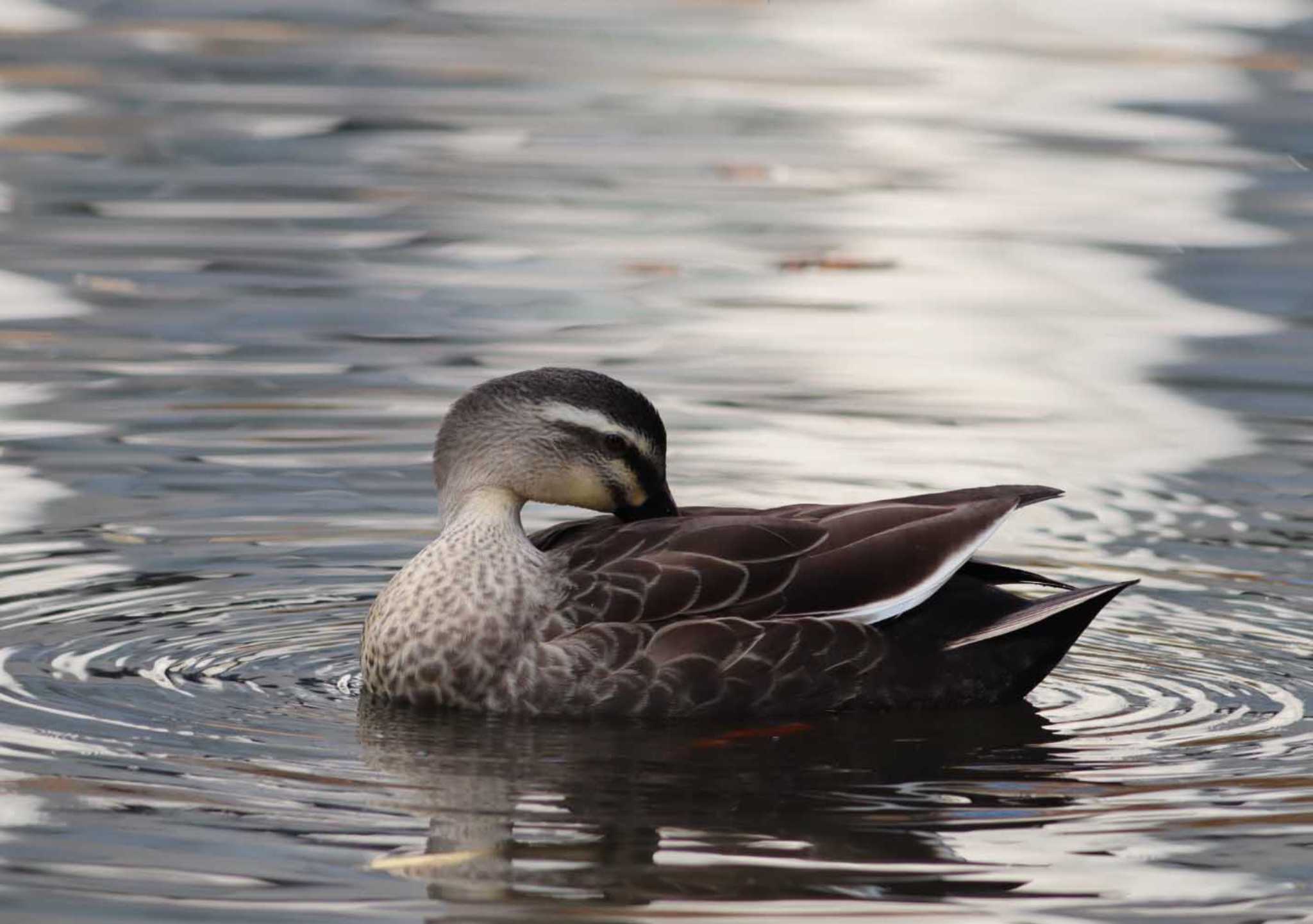 Photo of Eastern Spot-billed Duck at  by yutaka_oma