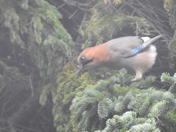 Eurasian Jay(brandtii) 百合が原公園 Sun, 10/4/2020