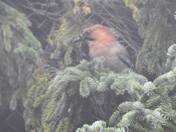 Eurasian Jay(brandtii) 百合が原公園 Sun, 10/4/2020