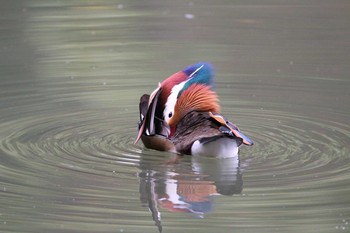 Mandarin Duck 京都市宝ヶ池公園 Fri, 11/6/2020