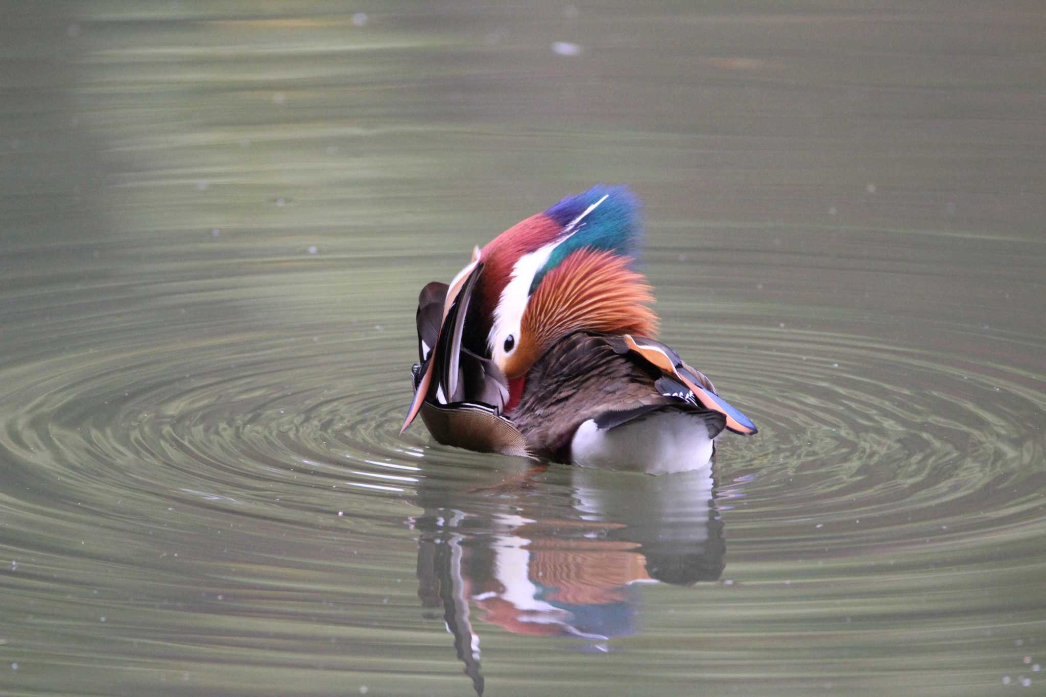 Photo of Mandarin Duck at 京都市宝ヶ池公園 by presto114