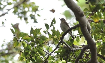 Narcissus Flycatcher 八柱霊園 Wed, 10/14/2020