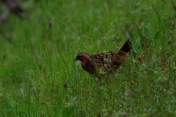 Chinese Bamboo Partridge Unknown Spots Fri, 4/1/2016