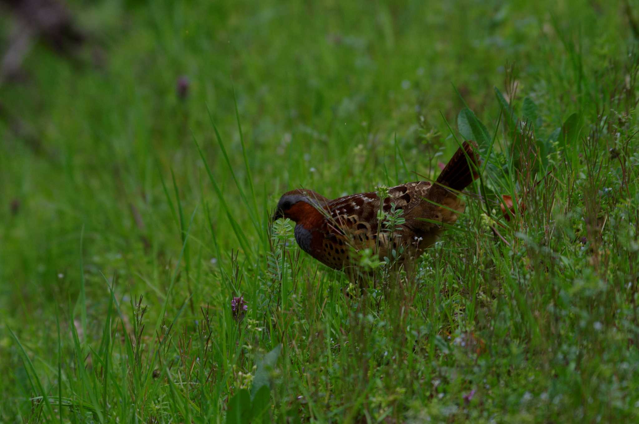Photo of Chinese Bamboo Partridge at  by エナガ好き
