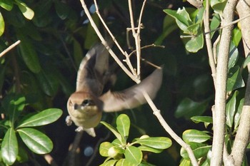 Bull-headed Shrike 堺浜 Fri, 11/6/2020