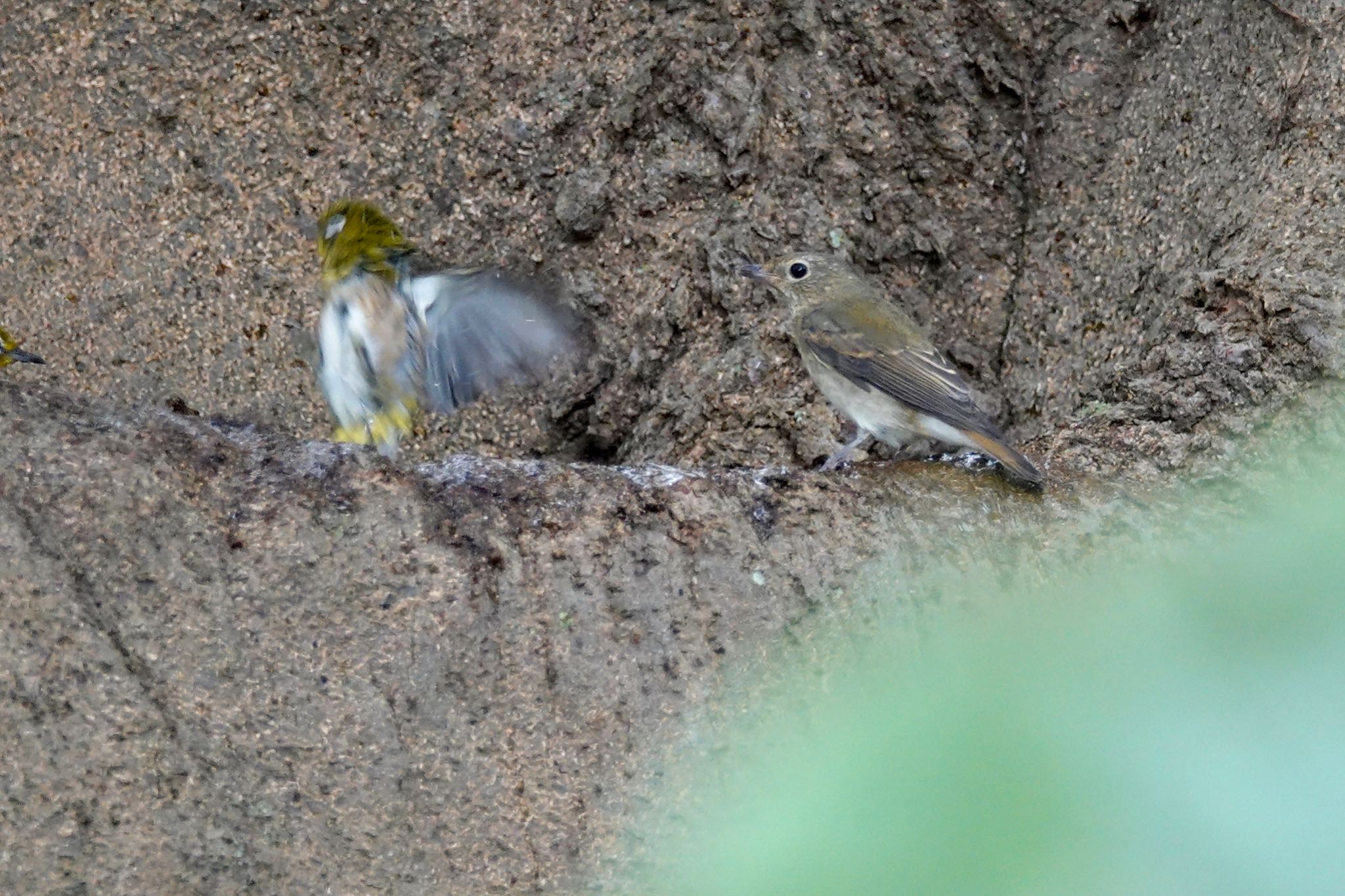 八柱霊園 キビタキの写真 by のどか