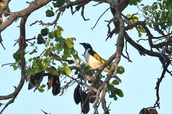 Blue-faced Honeyeater オーストラリア Fri, 10/18/2019