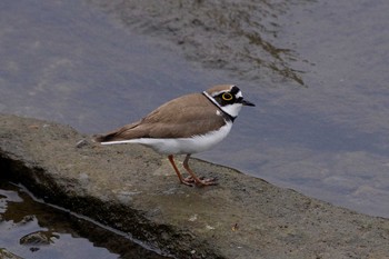 Little Ringed Plover Unknown Spots Sat, 4/2/2016