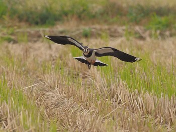 2020年11月6日(金) 平塚田んぼの野鳥観察記録