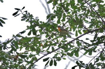 ムギマキ 戸隠森林植物園(戸隠森林公園) 2020年10月19日(月)