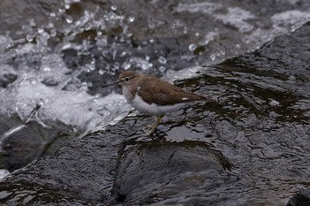 Common Sandpiper Unknown Spots Sat, 4/2/2016