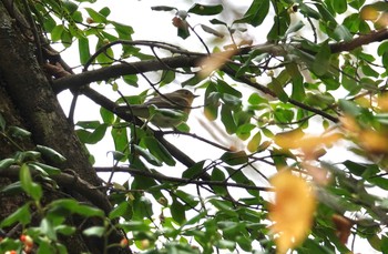 ムギマキ 戸隠森林植物園(戸隠森林公園) 2020年10月19日(月)