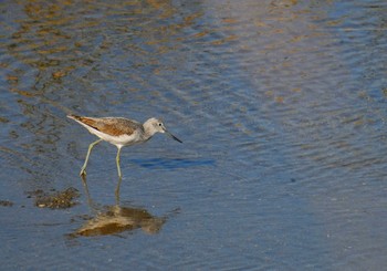 アオアシシギ 大阪南港野鳥園 2020年10月27日(火)