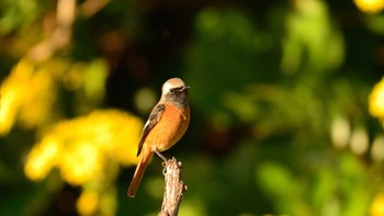 2020年11月4日(水) 大北川河口の野鳥観察記録