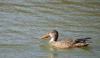 2020年10月30日(金) 明石公園の野鳥観察記録