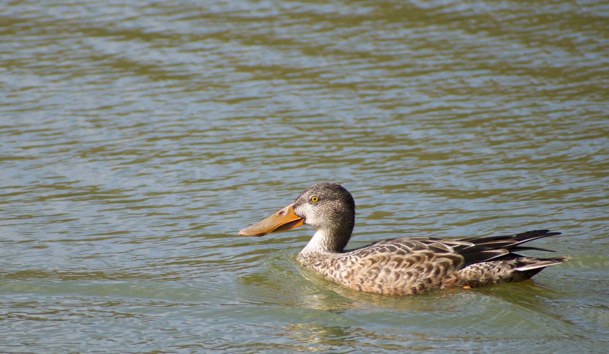 Northern Shoveler