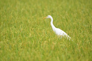 チュウサギ 五主海岸 2020年10月3日(土)