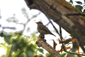 オオルリ 戸隠森林植物園(戸隠森林公園) 2020年10月19日(月)