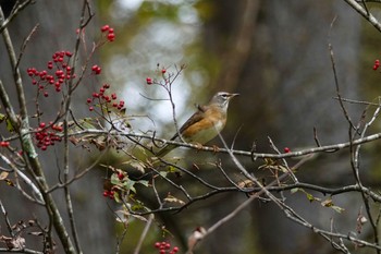 Mon, 10/19/2020 Birding report at Togakushi Forest Botanical Garden