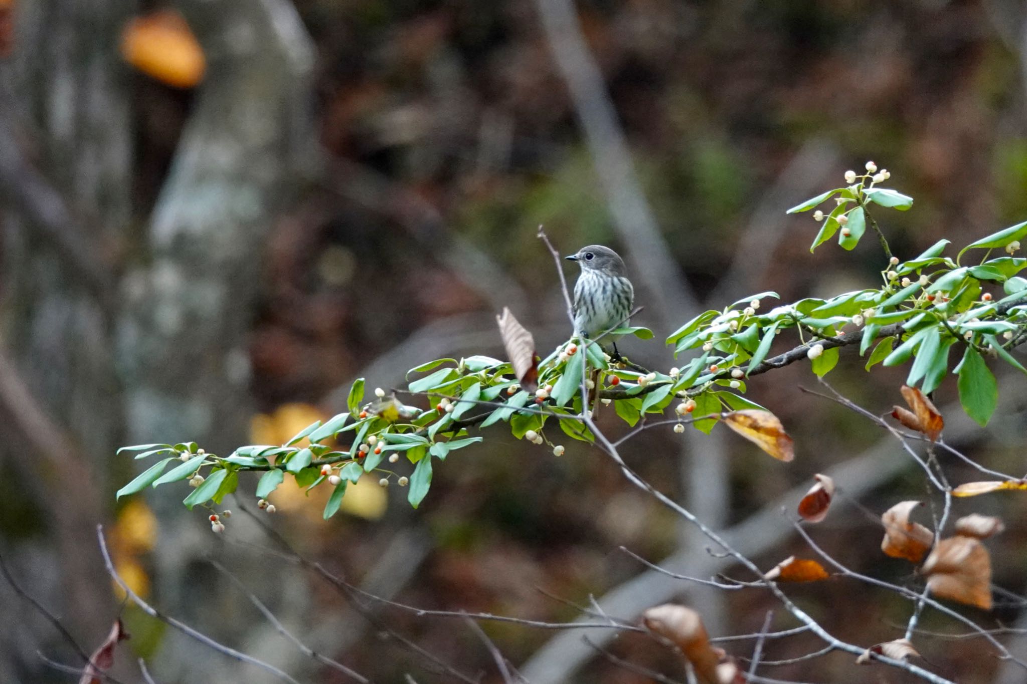 Grey-streaked Flycatcher