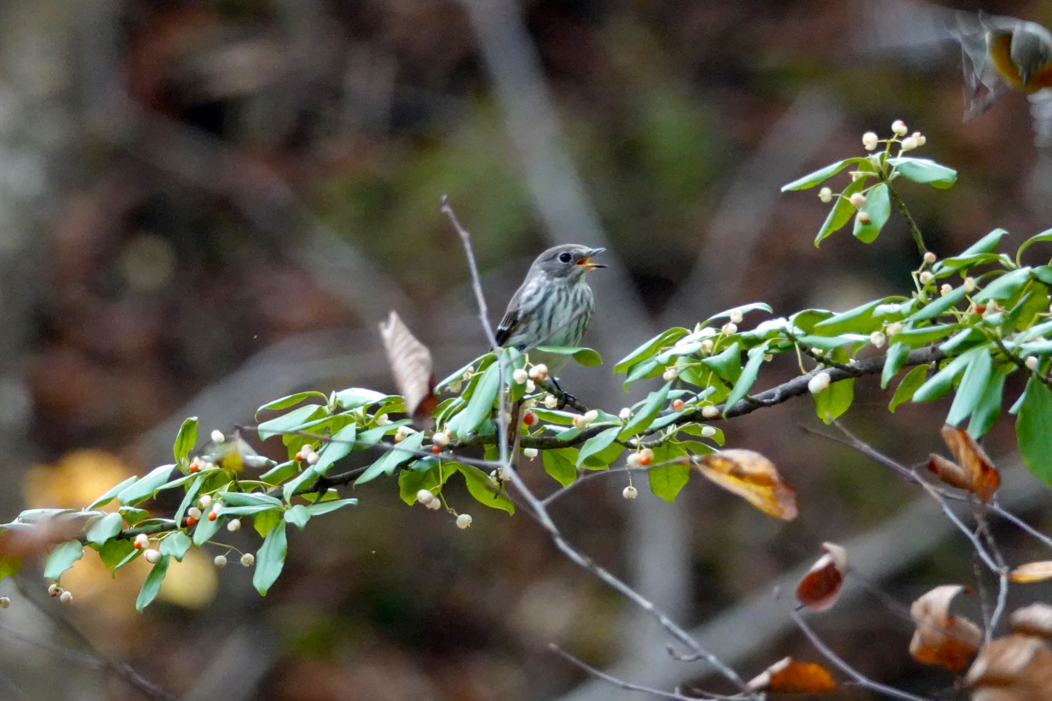 Grey-streaked Flycatcher