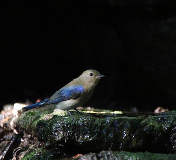 Blue-and-white Flycatcher 山梨県 Sat, 8/29/2020