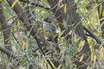 Azure-winged Magpie 赤羽自然観察公園 Sat, 11/7/2020